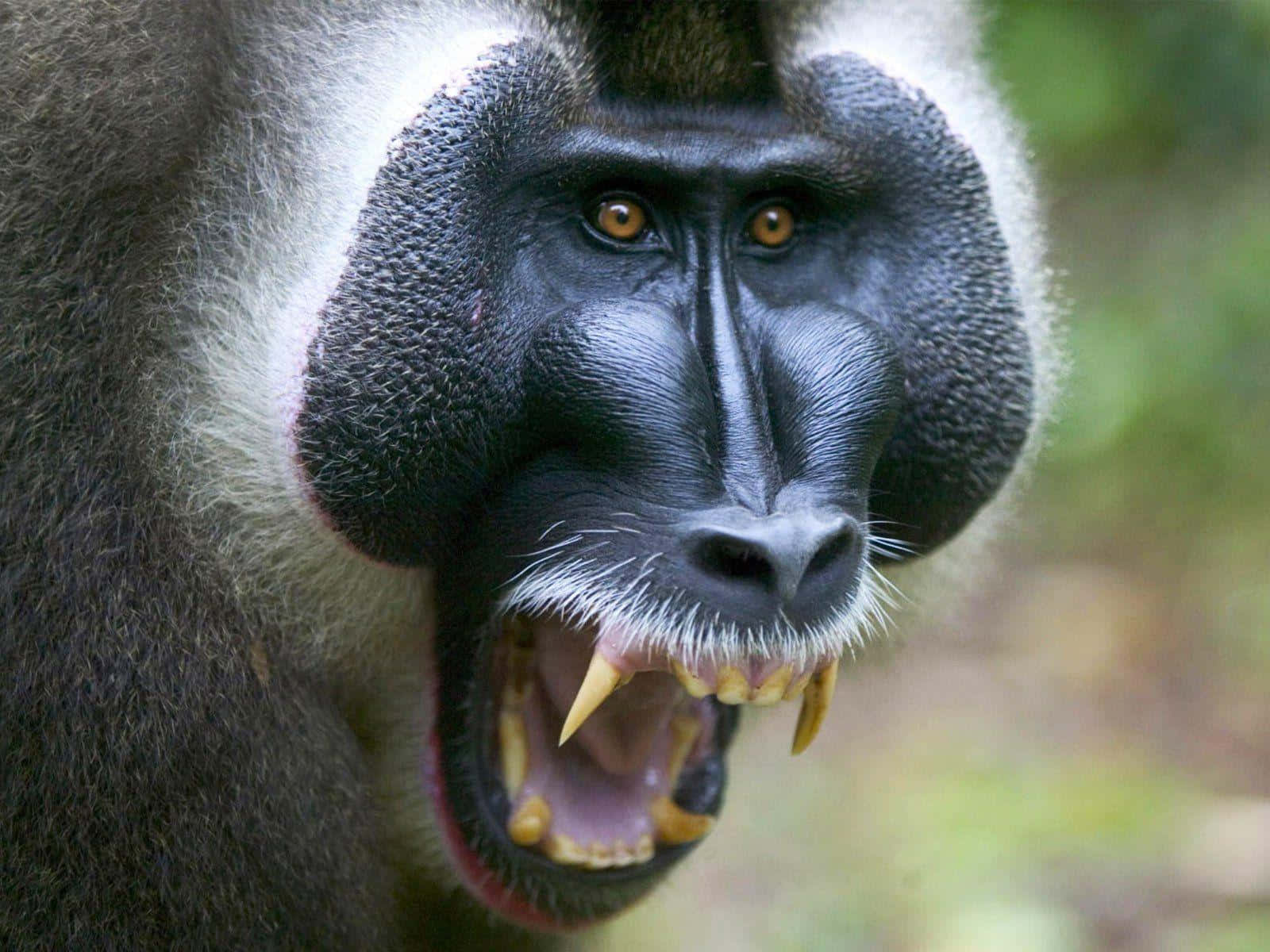 Intense_ Baboon_ Closeup.jpg Wallpaper