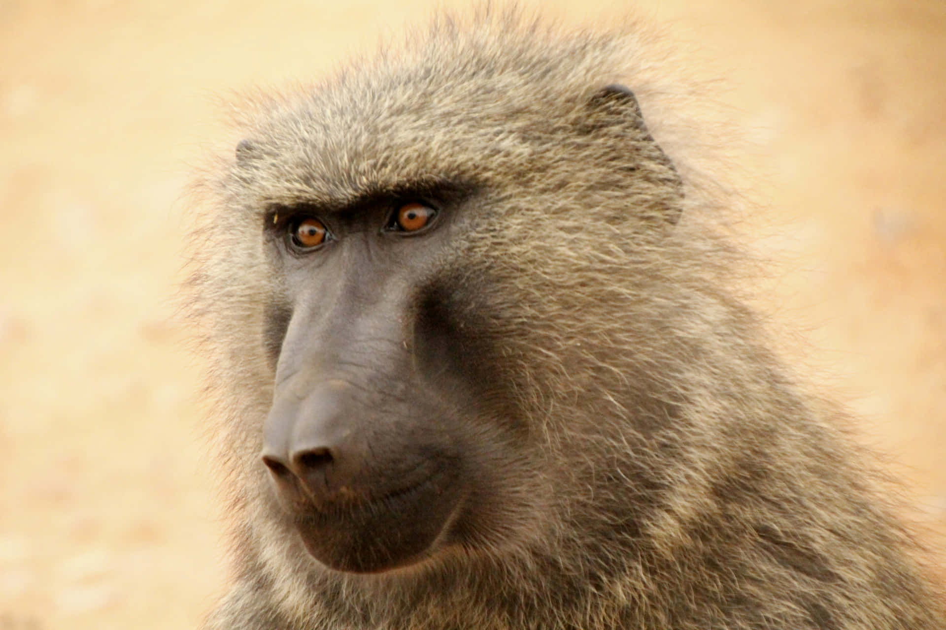 Intense Baboon Gaze Wallpaper