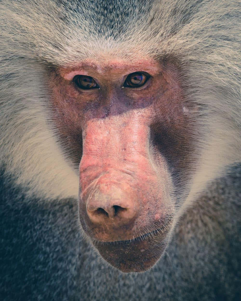 Intense Baboon Portrait Wallpaper