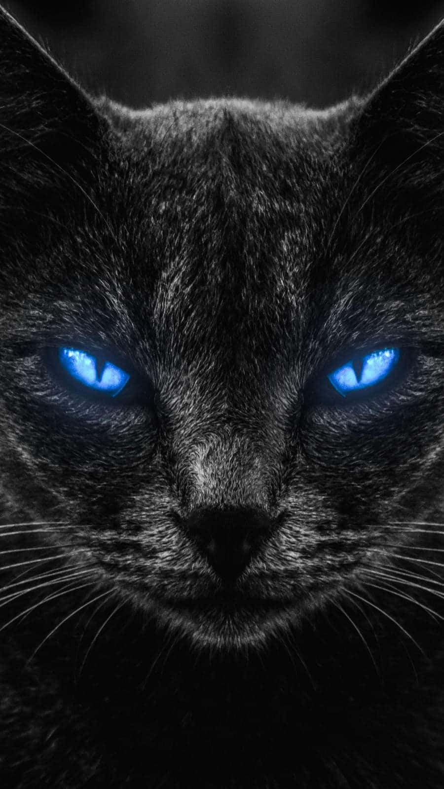 Intense Blue Cat Eyes Background
