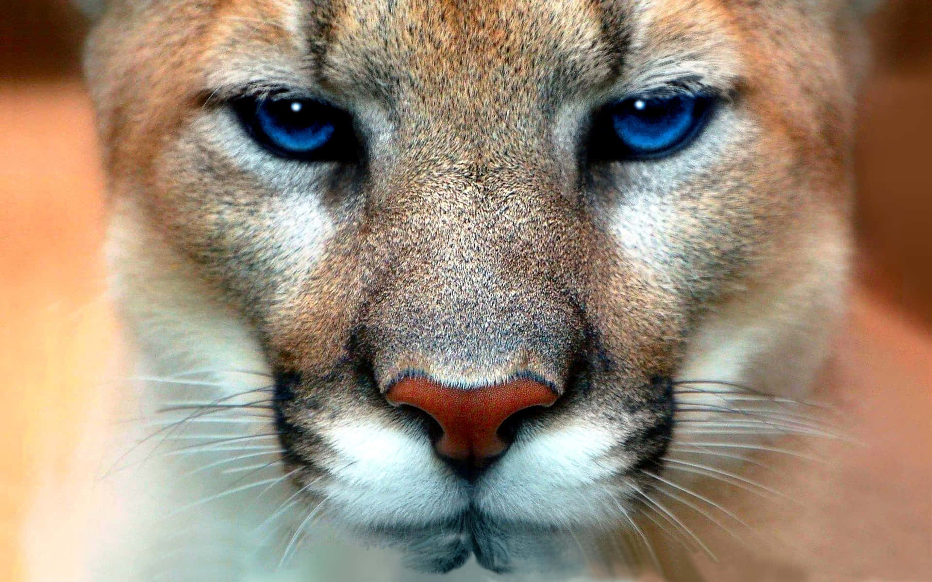 Intense_ Blue_ Eyed_ Mountain_ Lion_ Closeup.jpg Wallpaper