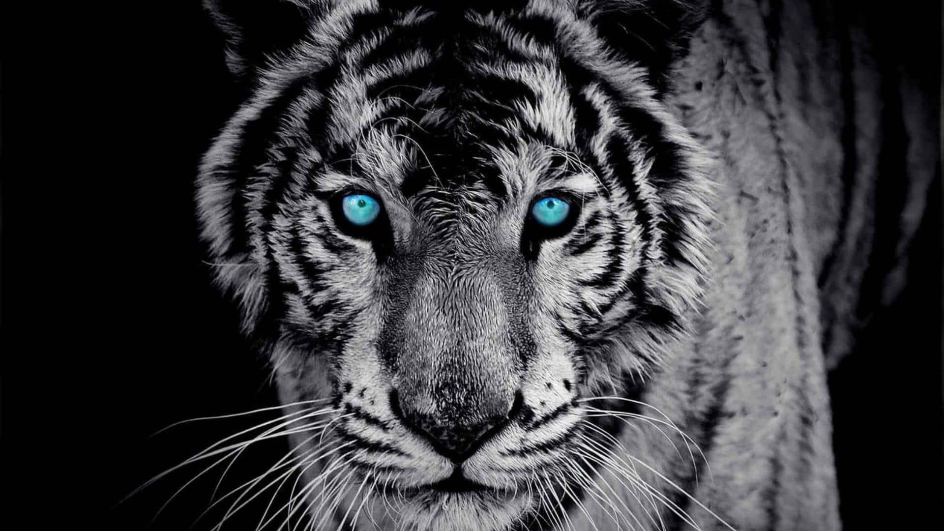 Intense_ Blue_ Eyed_ Tiger_ Portrait Wallpaper
