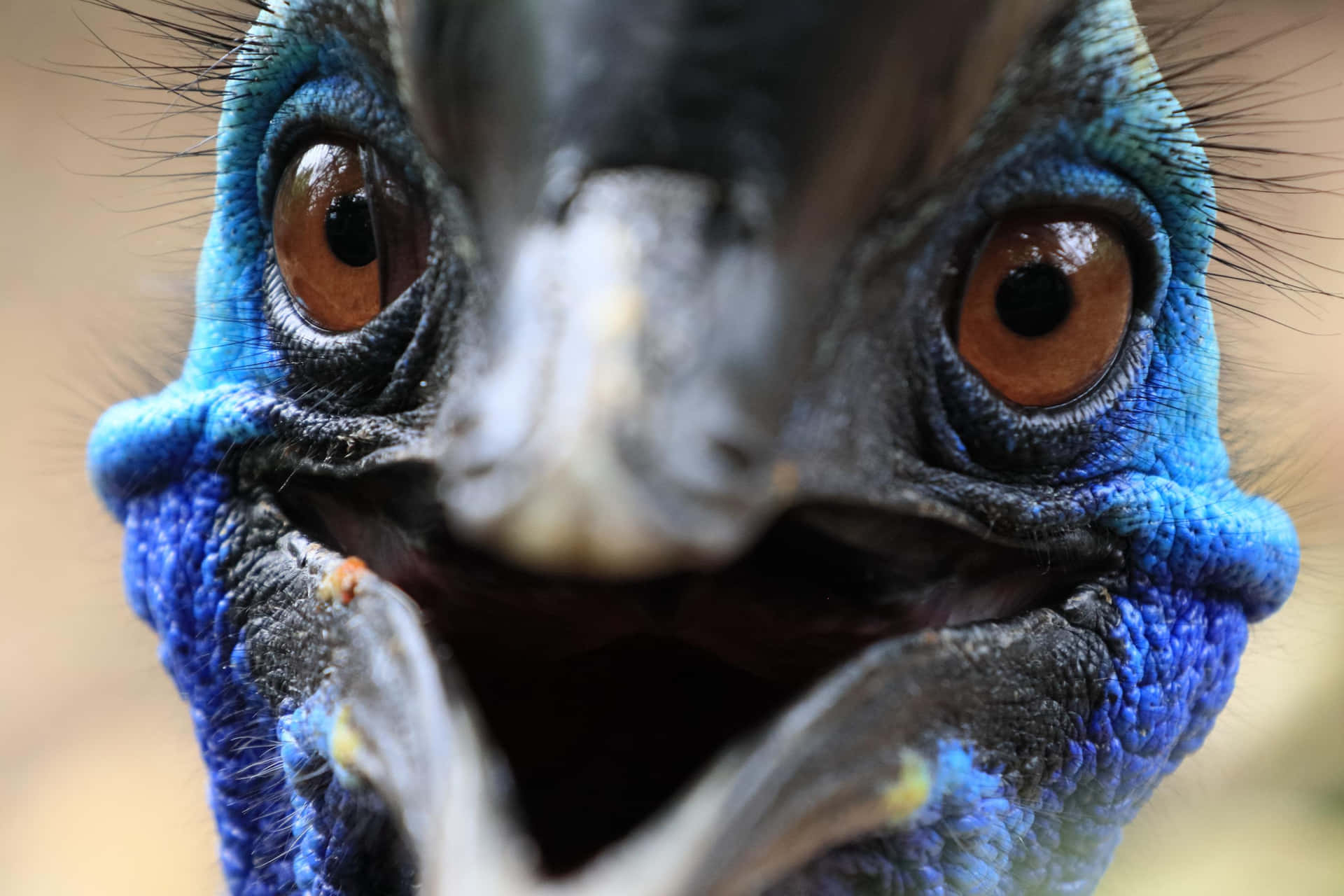 Intense Cassowary Close Up Wallpaper