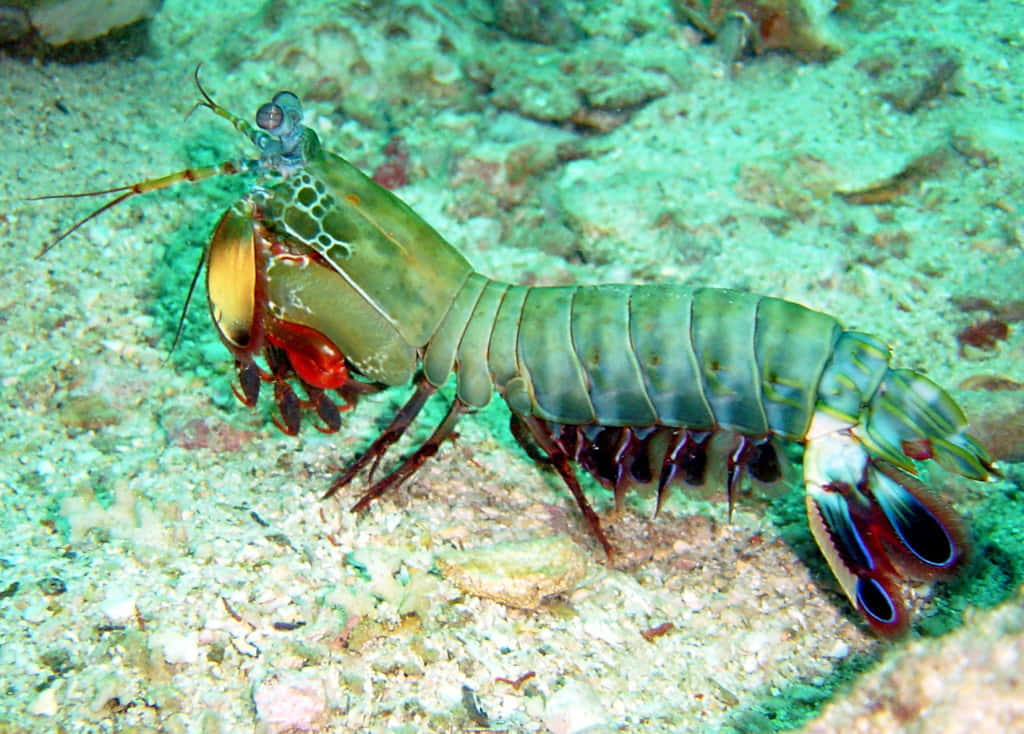 Intense Colors Of A Peacock Mantis Shrimp Wallpaper