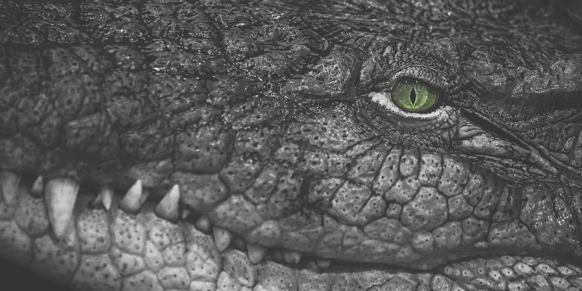 Intense Crocodile Gaze.jpg Wallpaper