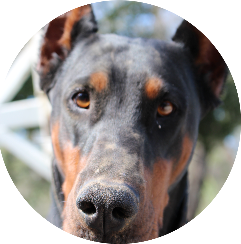 Download Intense Doberman Face Closeup | Wallpapers.com