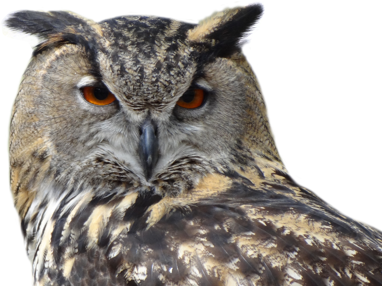 Intense Eyed Owl Portrait PNG