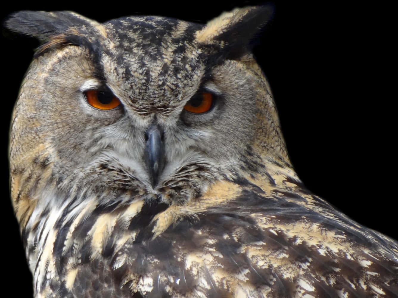 Intense Eyed Owl Portrait PNG