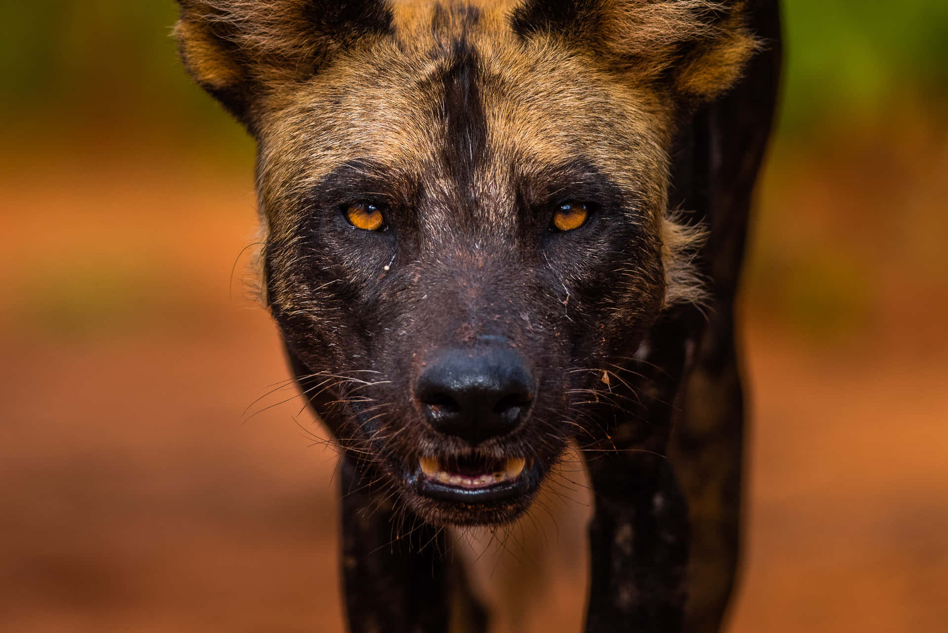 Intense Gaze African Wild Dog Wallpaper