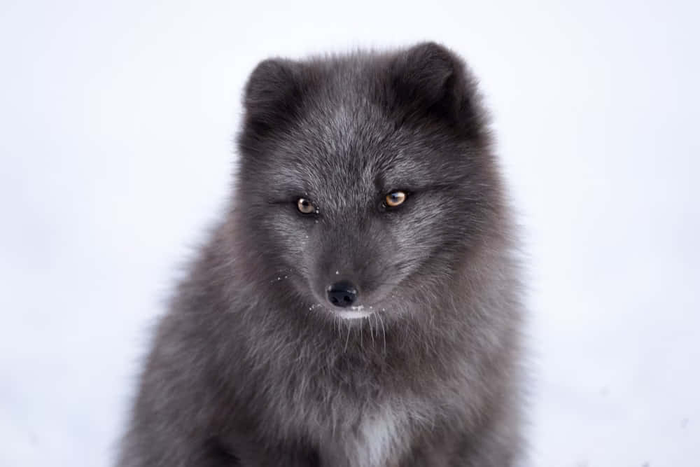 Intense Gaze Arctic Fox Wallpaper