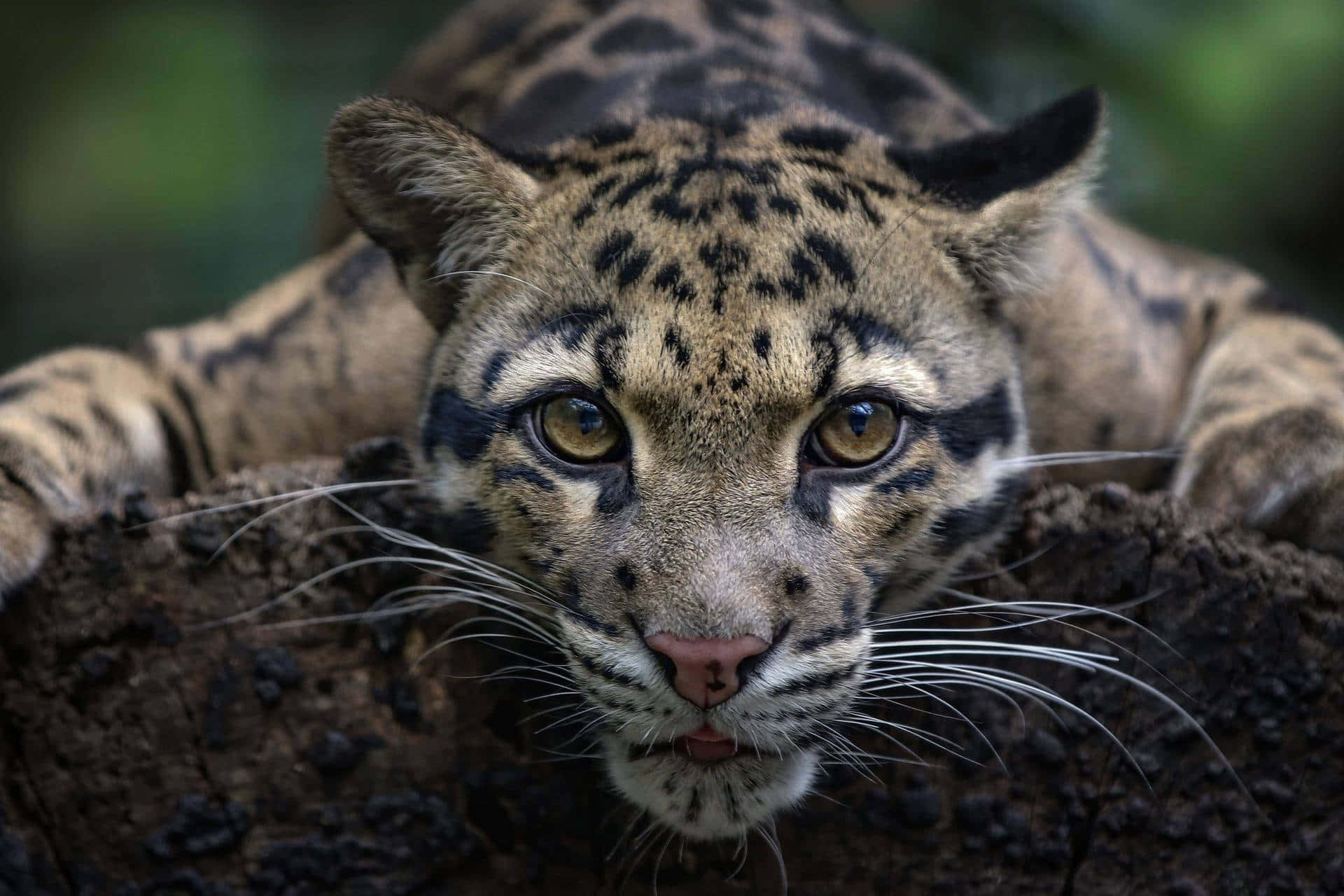 Intense Gaze Clouded Leopard Wallpaper