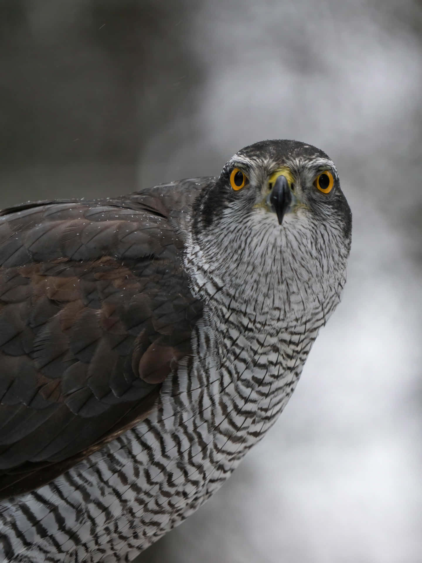 Portrait De Goshawk Regard Intense Fond d'écran