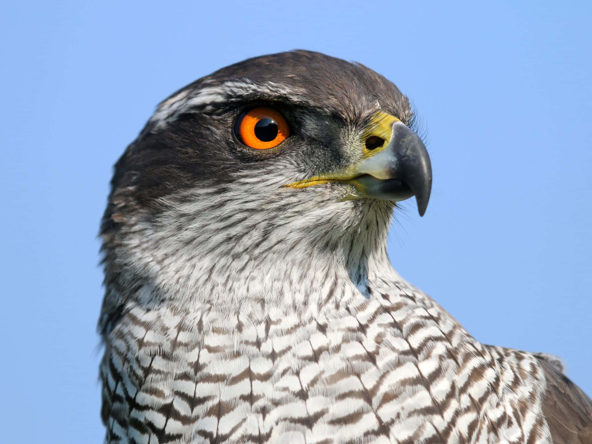 Intense Gaze Goshawk Wallpaper