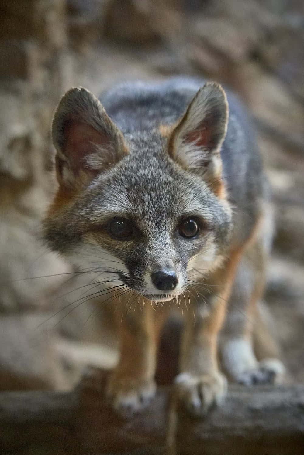 Intense Gaze Gray Fox.jpg Wallpaper