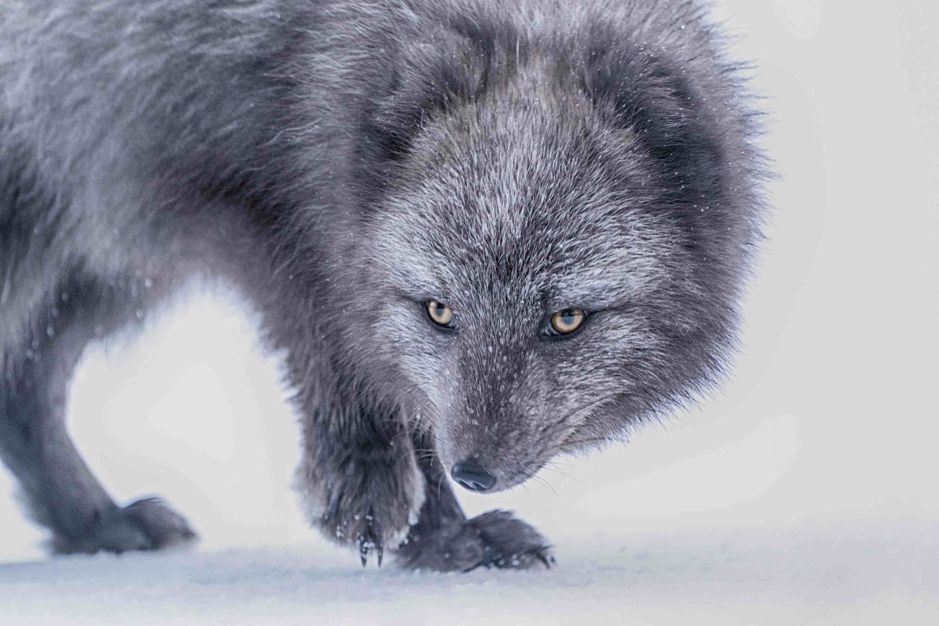 Intense Gaze Gray Foxin Snow Wallpaper