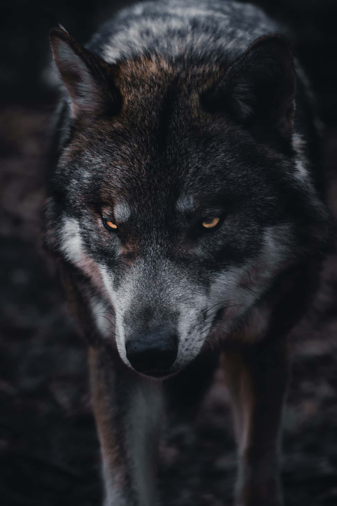 Intense Gaze Wolf Portrait Wallpaper