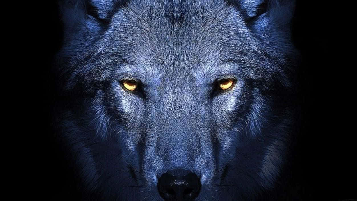 Intense Gaze Wolfin Darkness Wallpaper