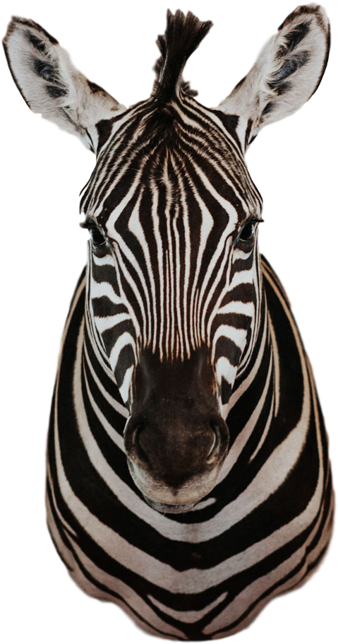 Intense Gaze Zebra Portrait PNG