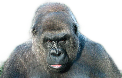 Intense Gorilla Portrait PNG