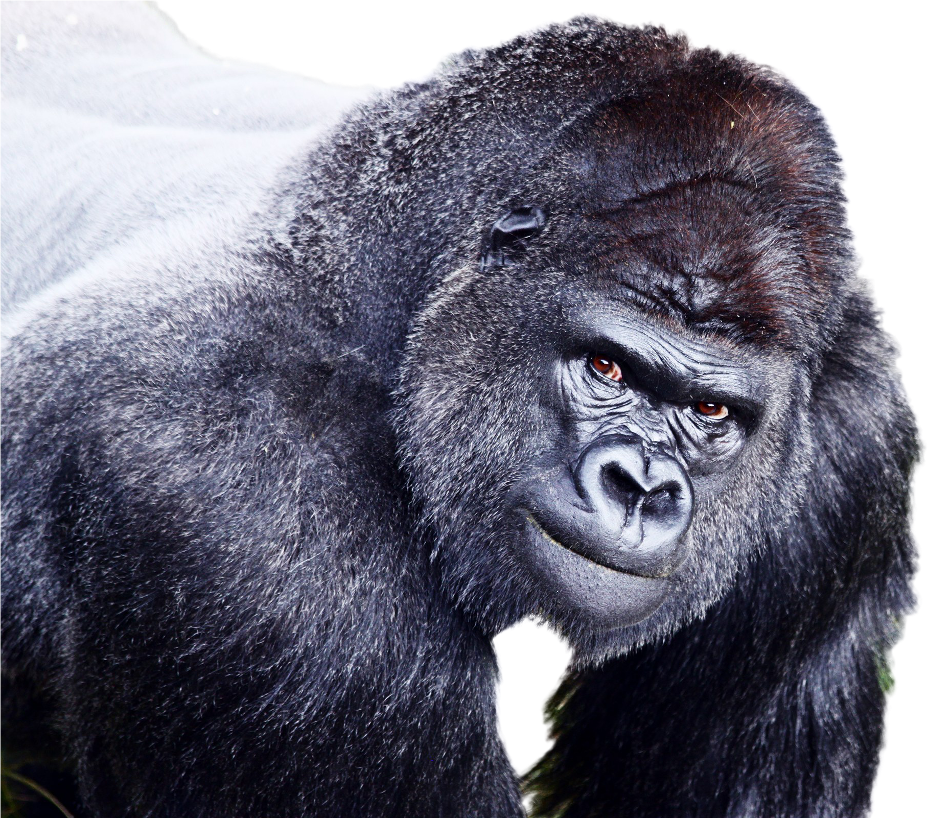 Intense Gorilla Portrait PNG