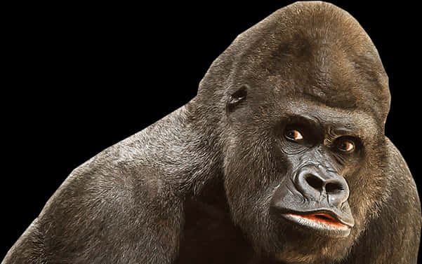 Intense Gorilla Portrait PNG