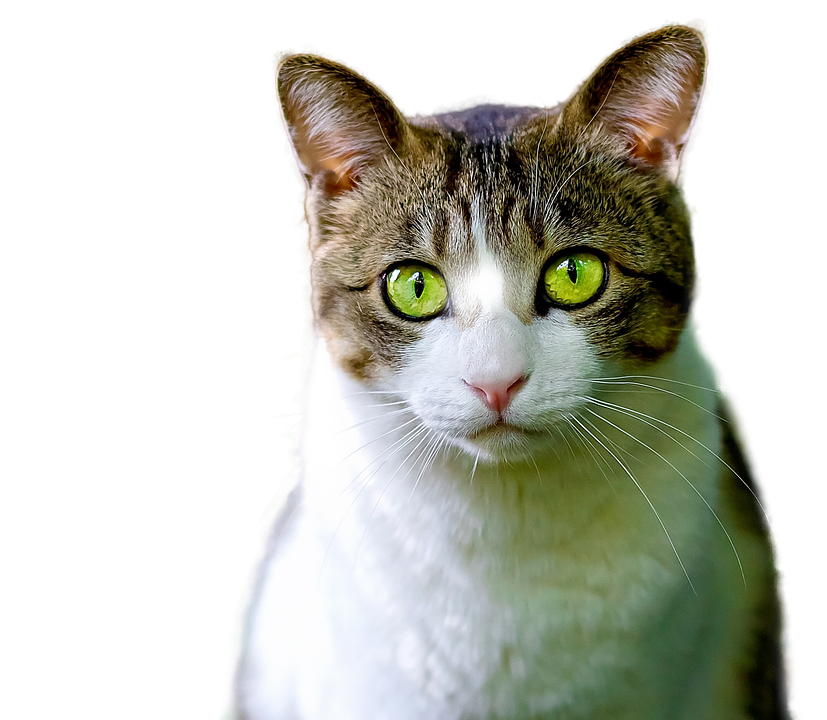 Intense Green Eyes Cat Portrait PNG