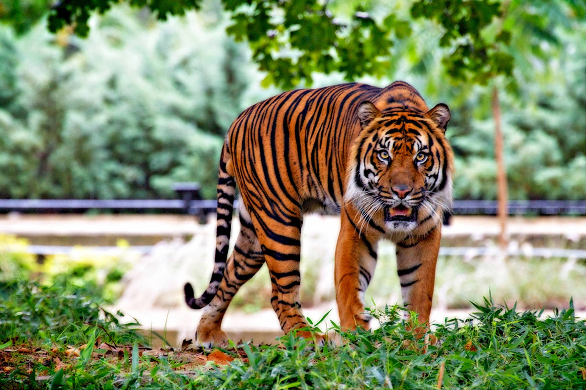 Intense Harimau Walking On Grass Background