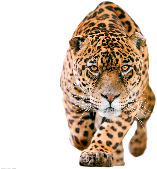 Intense Jaguar Stalking Prey PNG