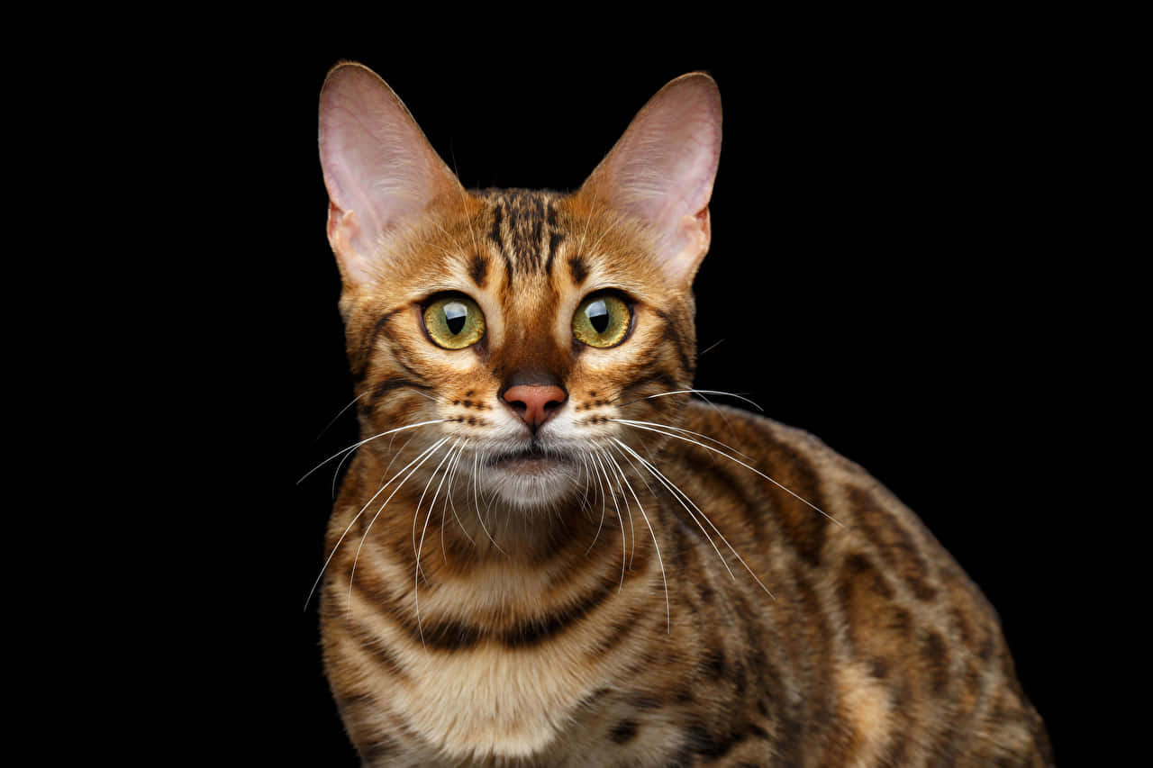 Intense Leopard Cat Gaze Wallpaper