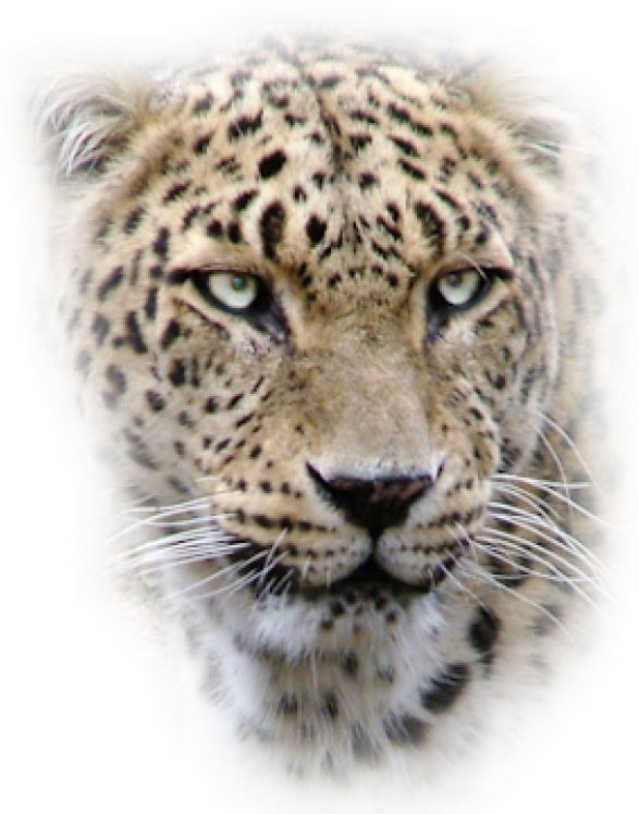 Intense Leopard Gaze PNG