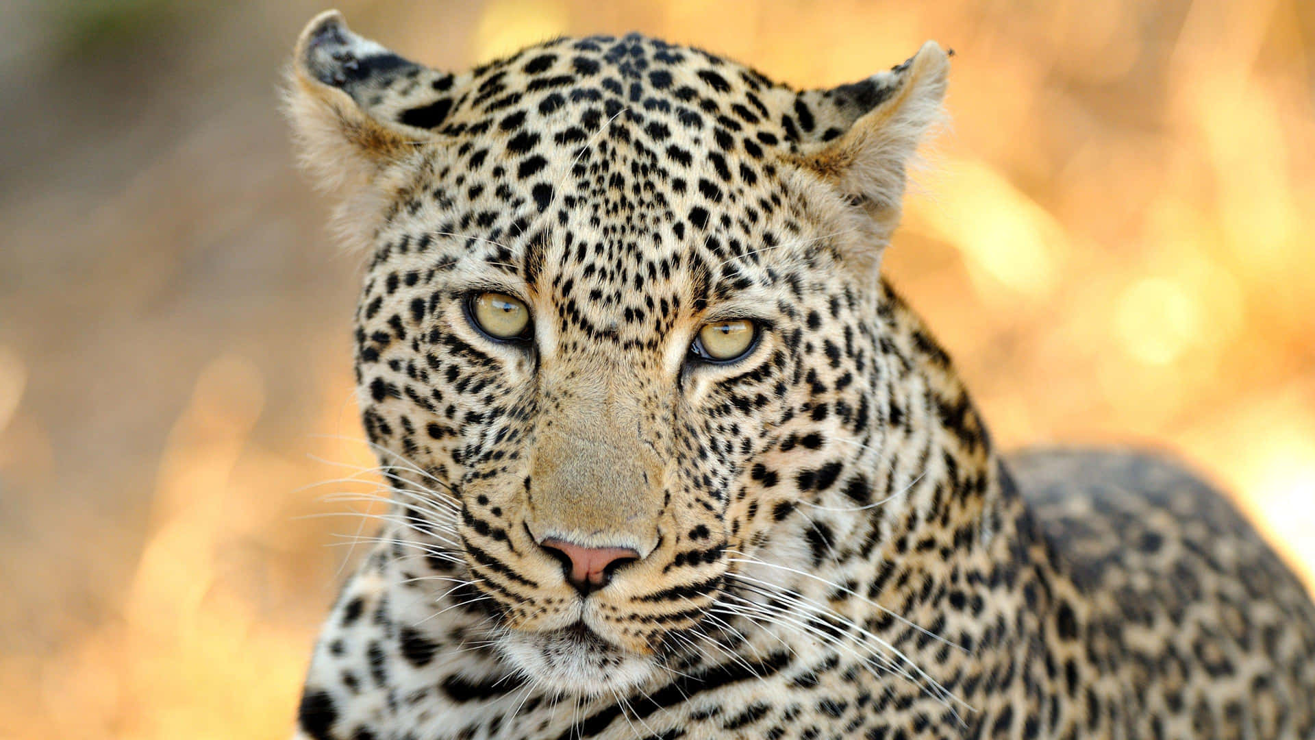 Intense Leopard Gaze4 K Wildlife Wallpaper