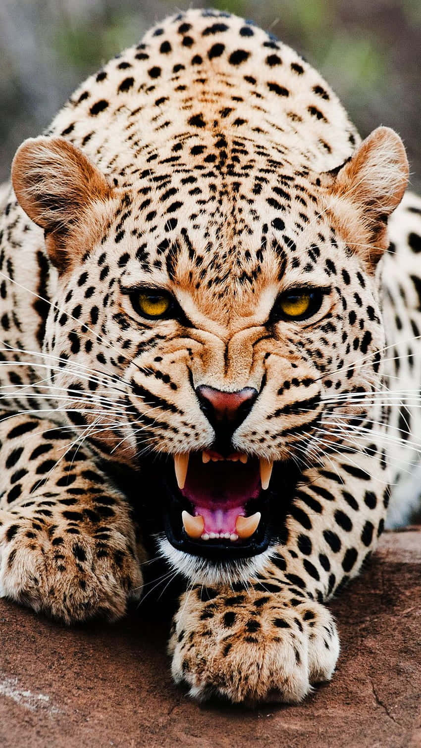 Intense Leopard Growl.jpg Wallpaper