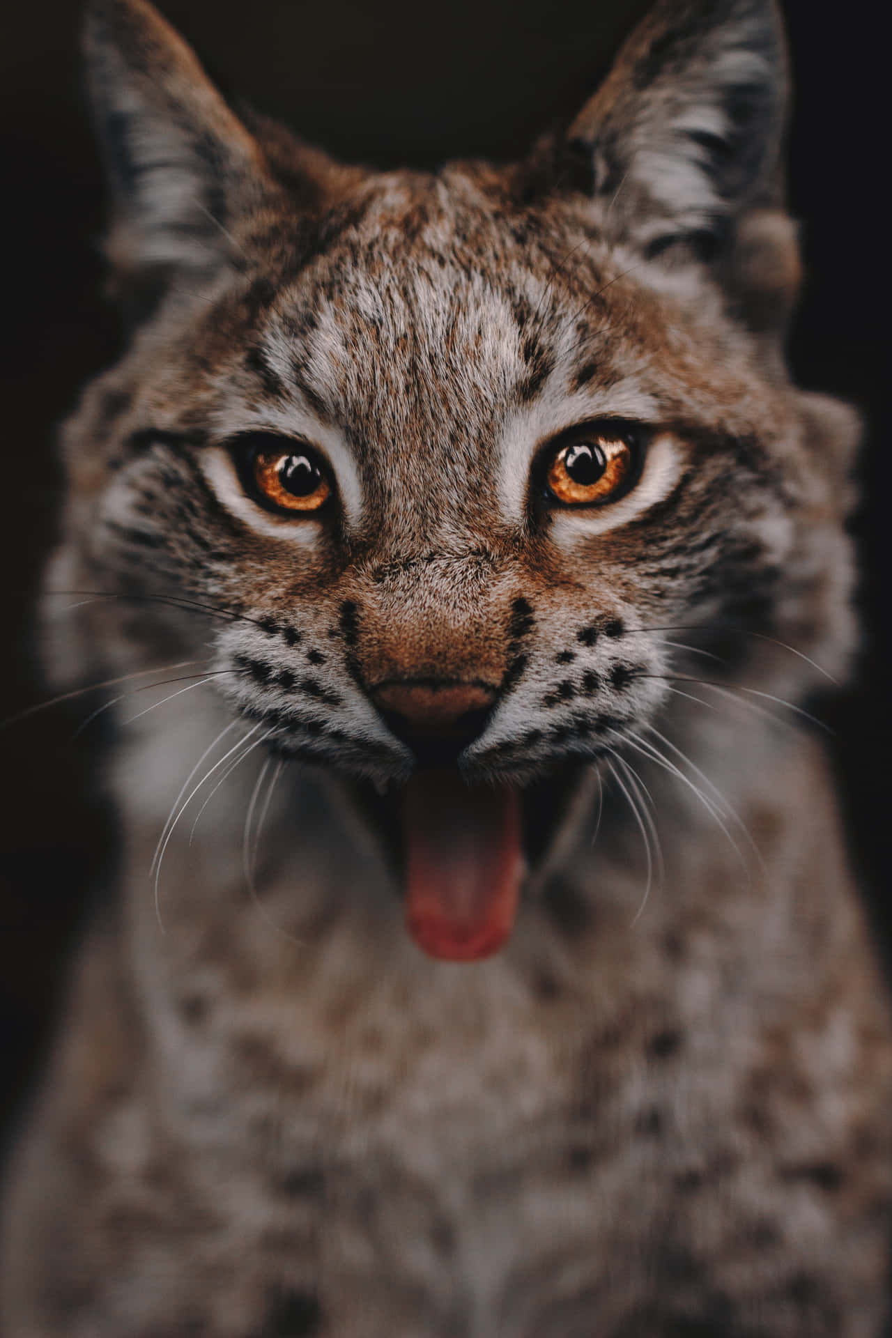 Intense Lynx Portrait Wallpaper