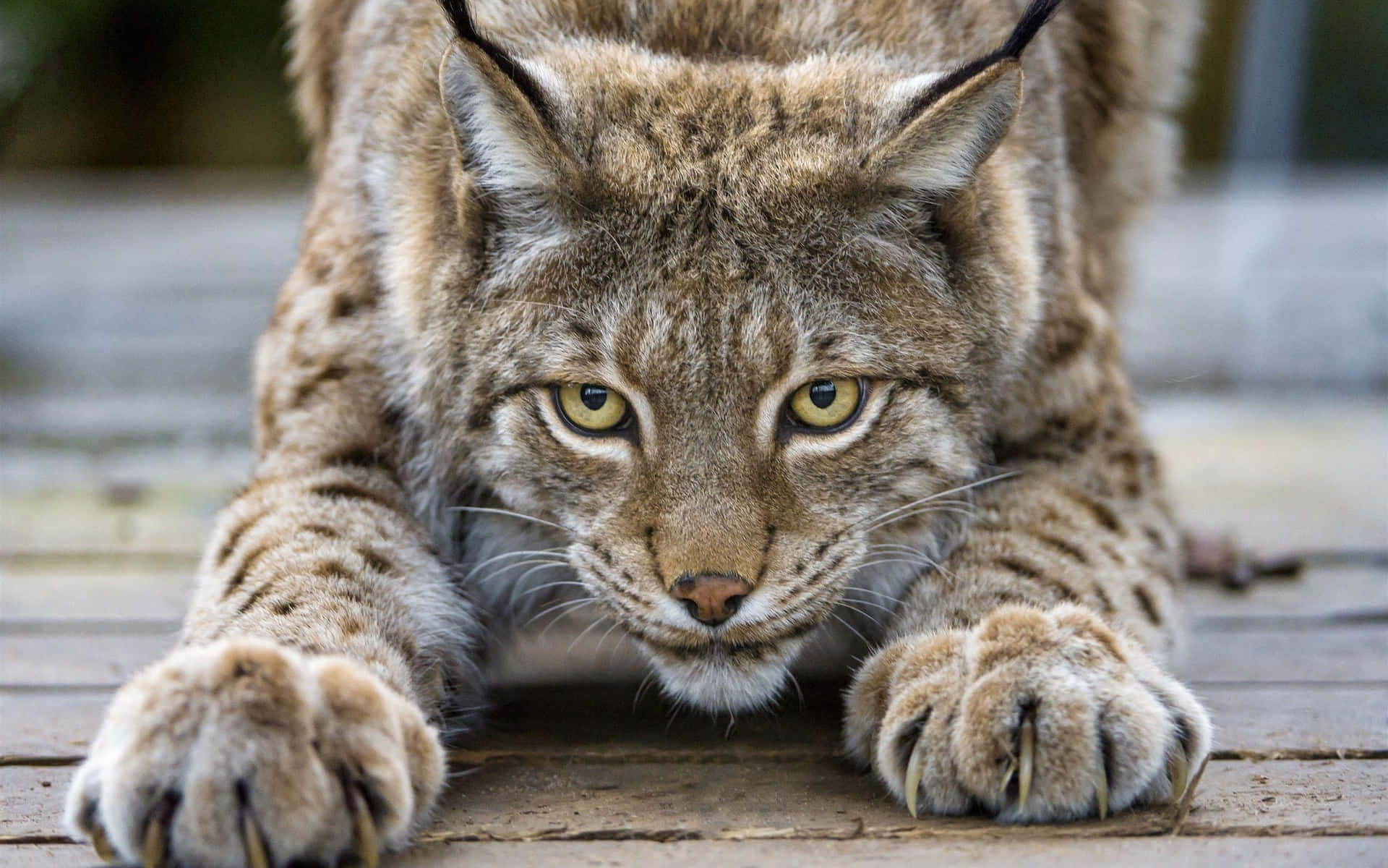 Intense Lynx Stare Wallpaper