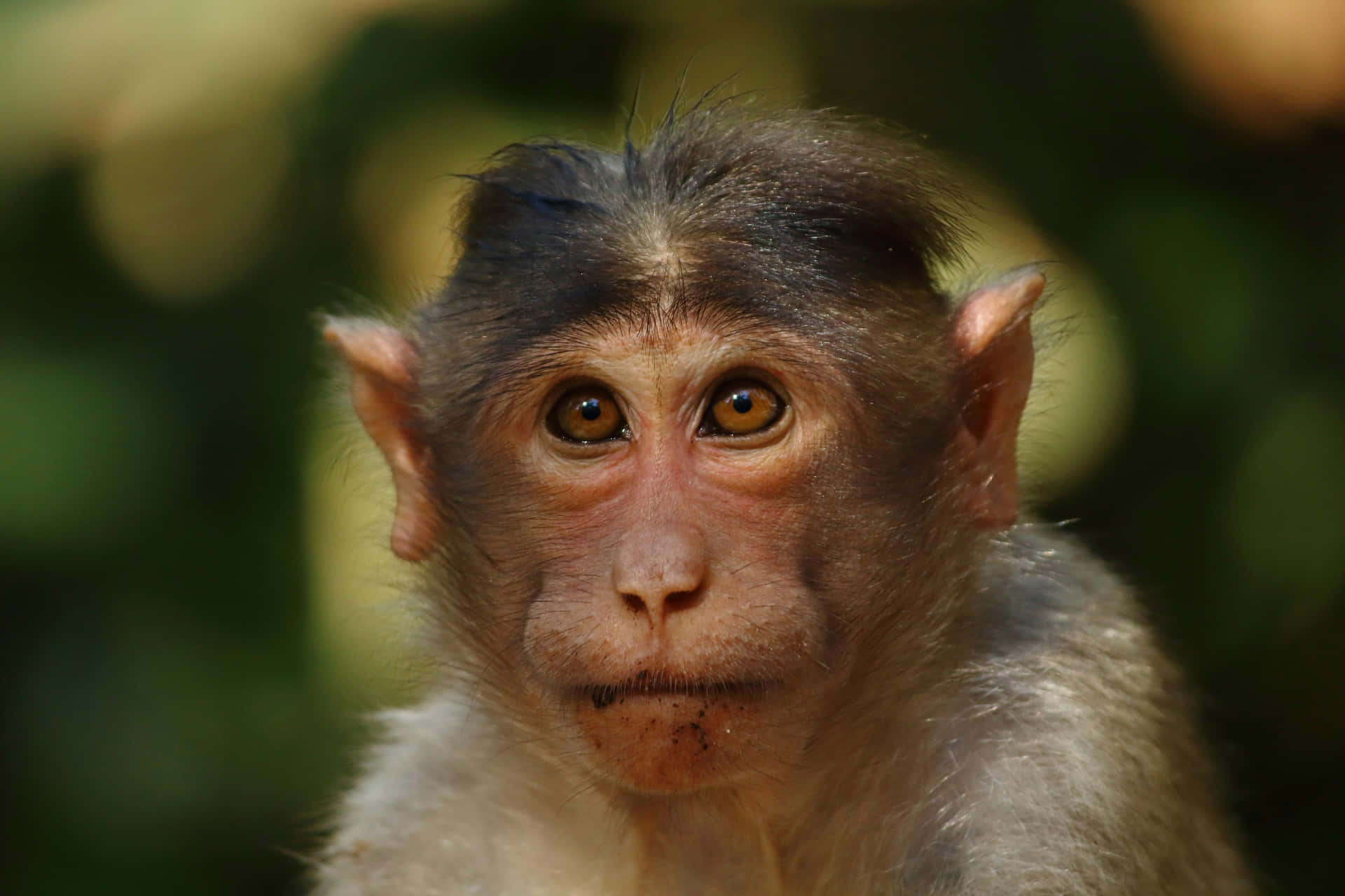 Intense Macaque Gaze Wallpaper