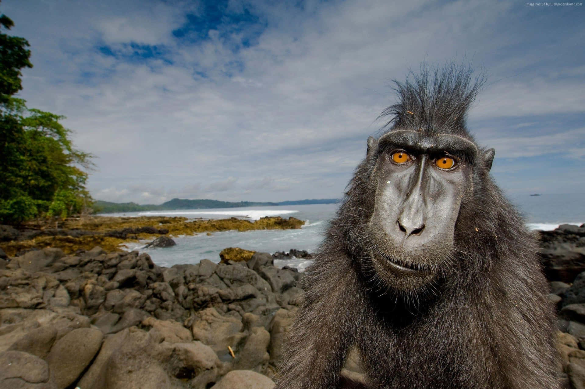 Intense Macaque Seaside Gaze Wallpaper