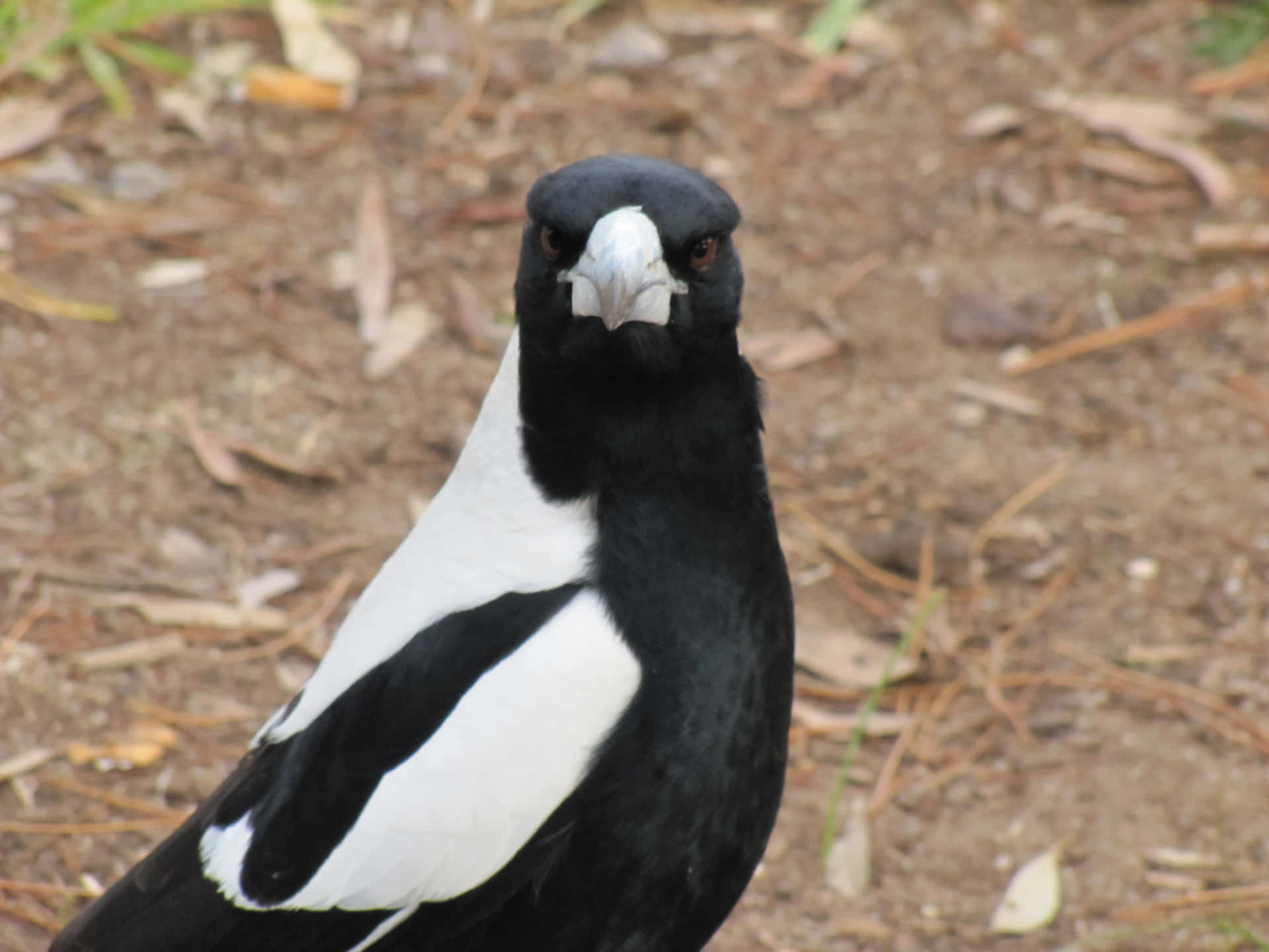 Download Intense Magpie Stare.jpg Wallpaper | Wallpapers.com