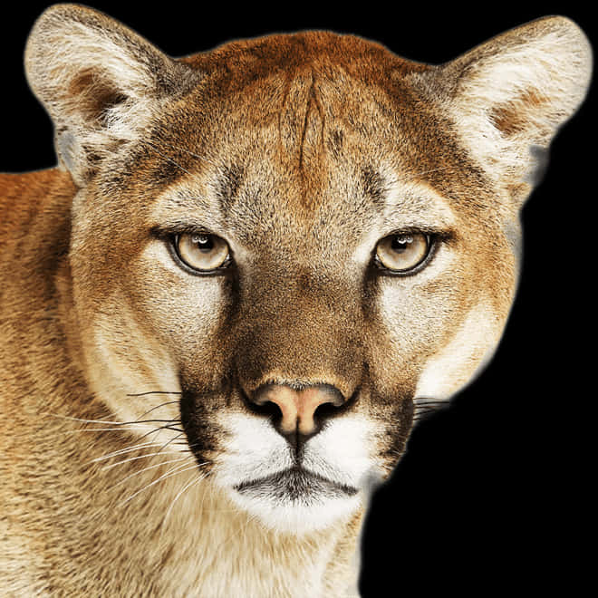 Intense Mountain Lion Portrait PNG