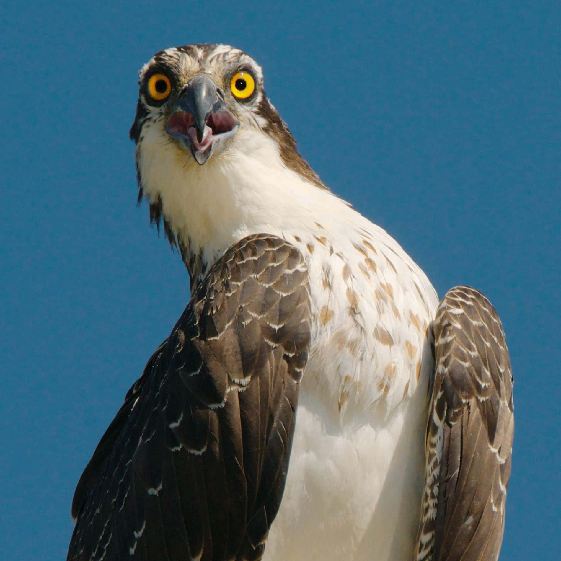 Intense Osprey Stare Wallpaper