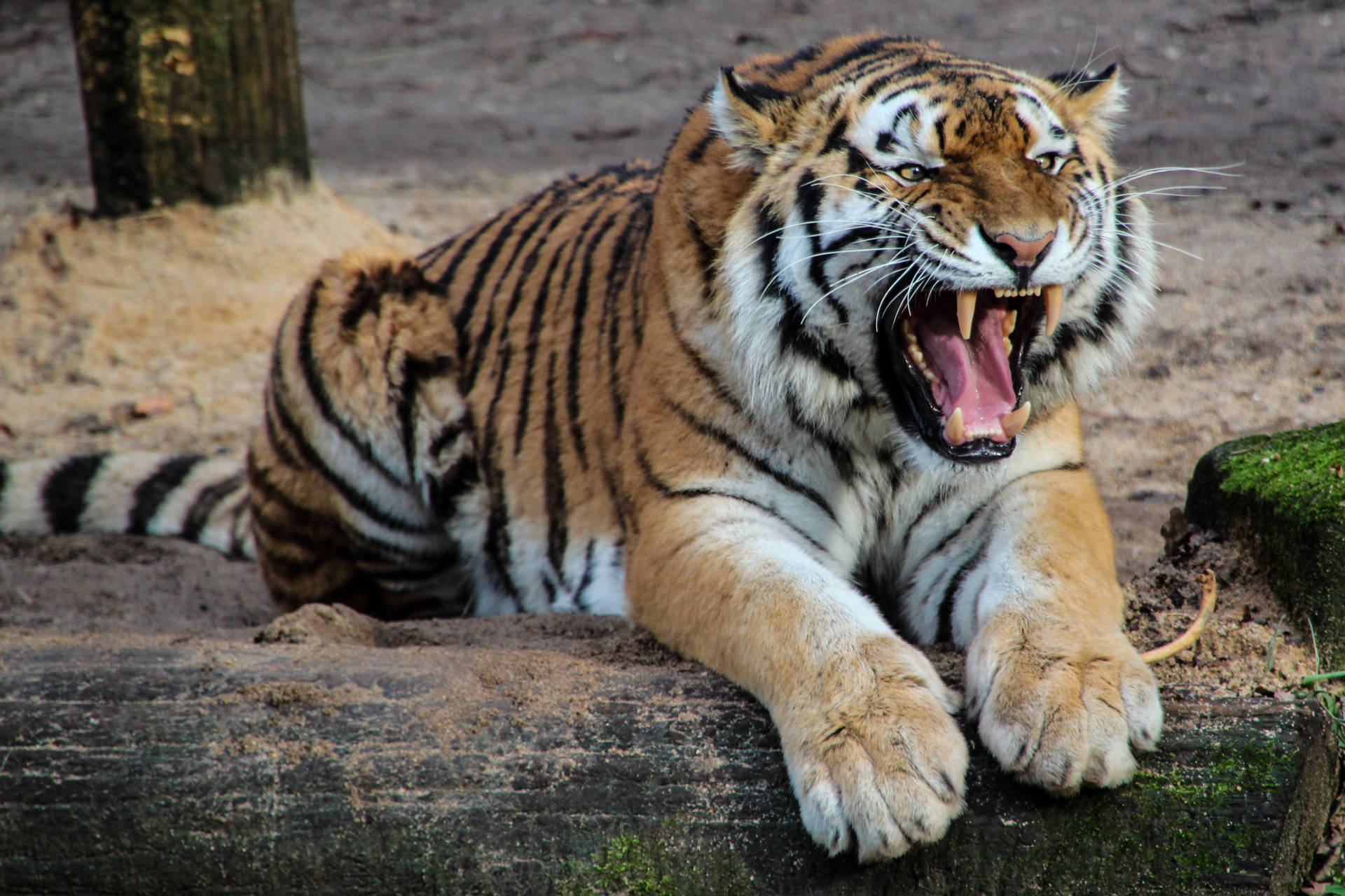 Intense Tiger Hd Hissing In The Woods Wallpaper