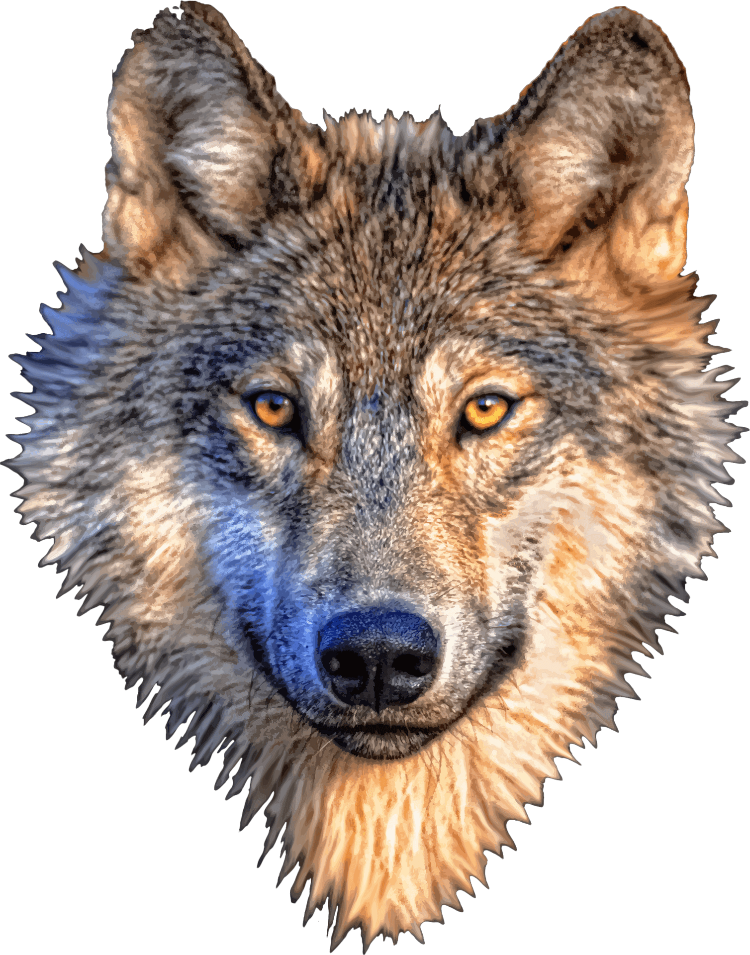 Intense Wolf Portrait PNG
