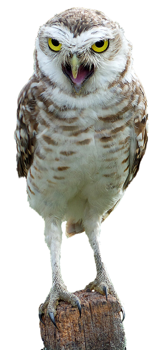 Intense Yellow Eyed Owl PNG