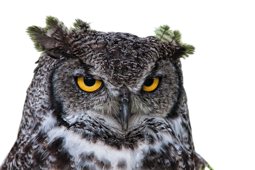 Intense Yellow Eyed Owl PNG