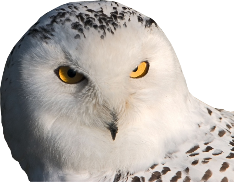 Intense Yellow Eyed Owl PNG