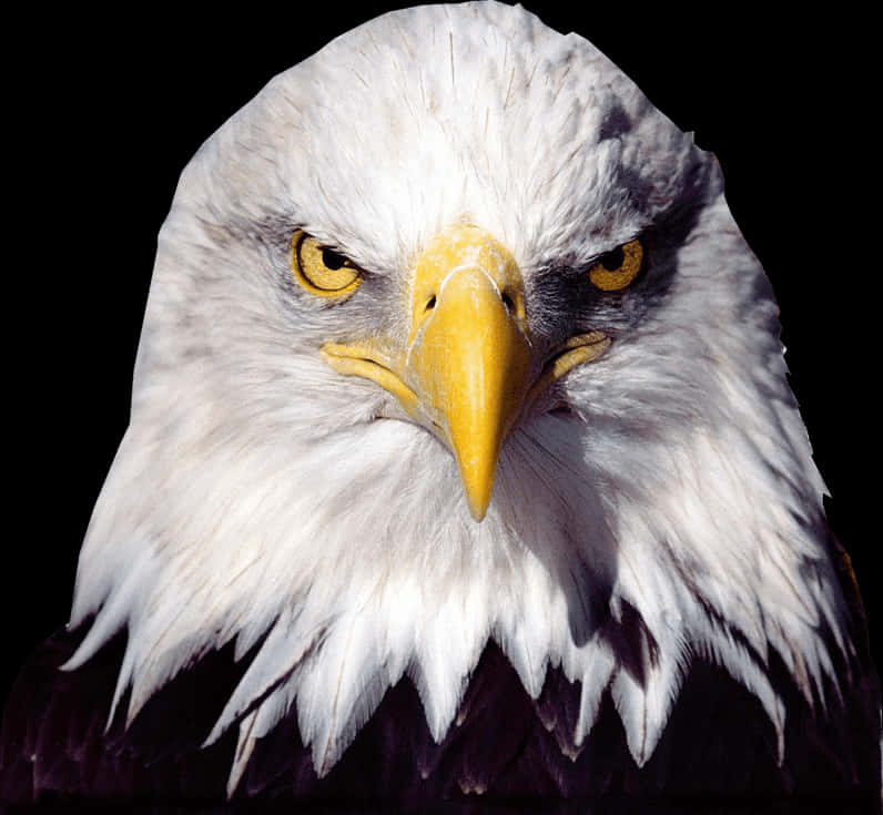 Intense_ Bald_ Eagle_ Closeup.jpg PNG