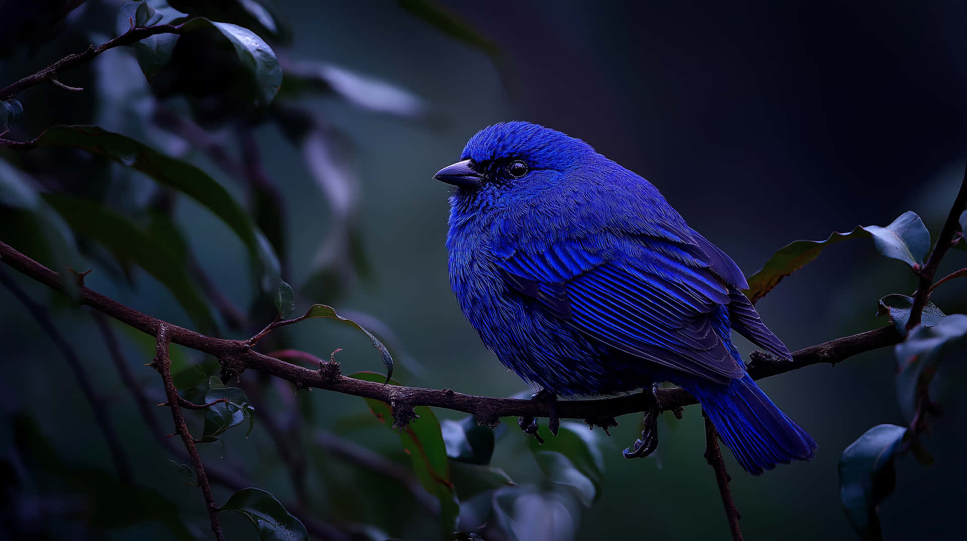 Intensely Vibrant Bird Perched On Branch In Dim Light Wallpaper