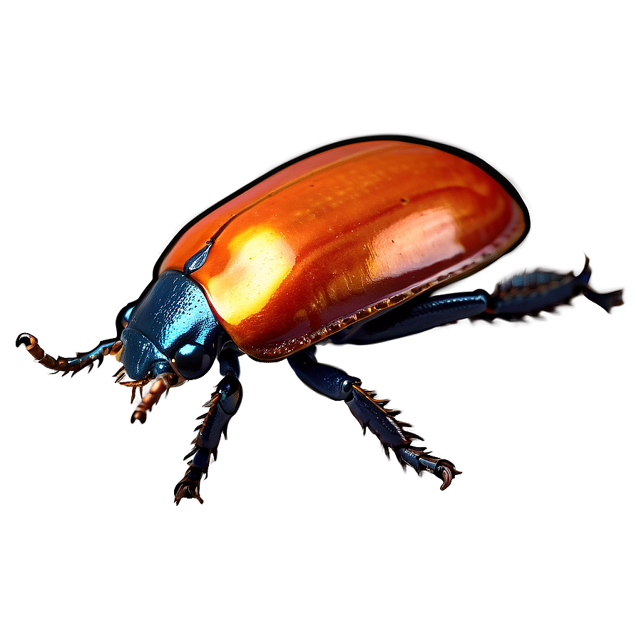 Interactive Beetle Life Game Png Dke23 PNG