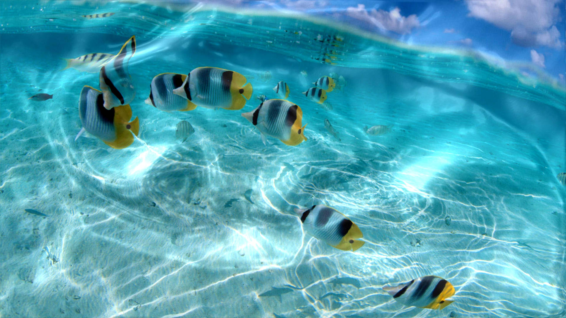 Interactive Tropical Fish