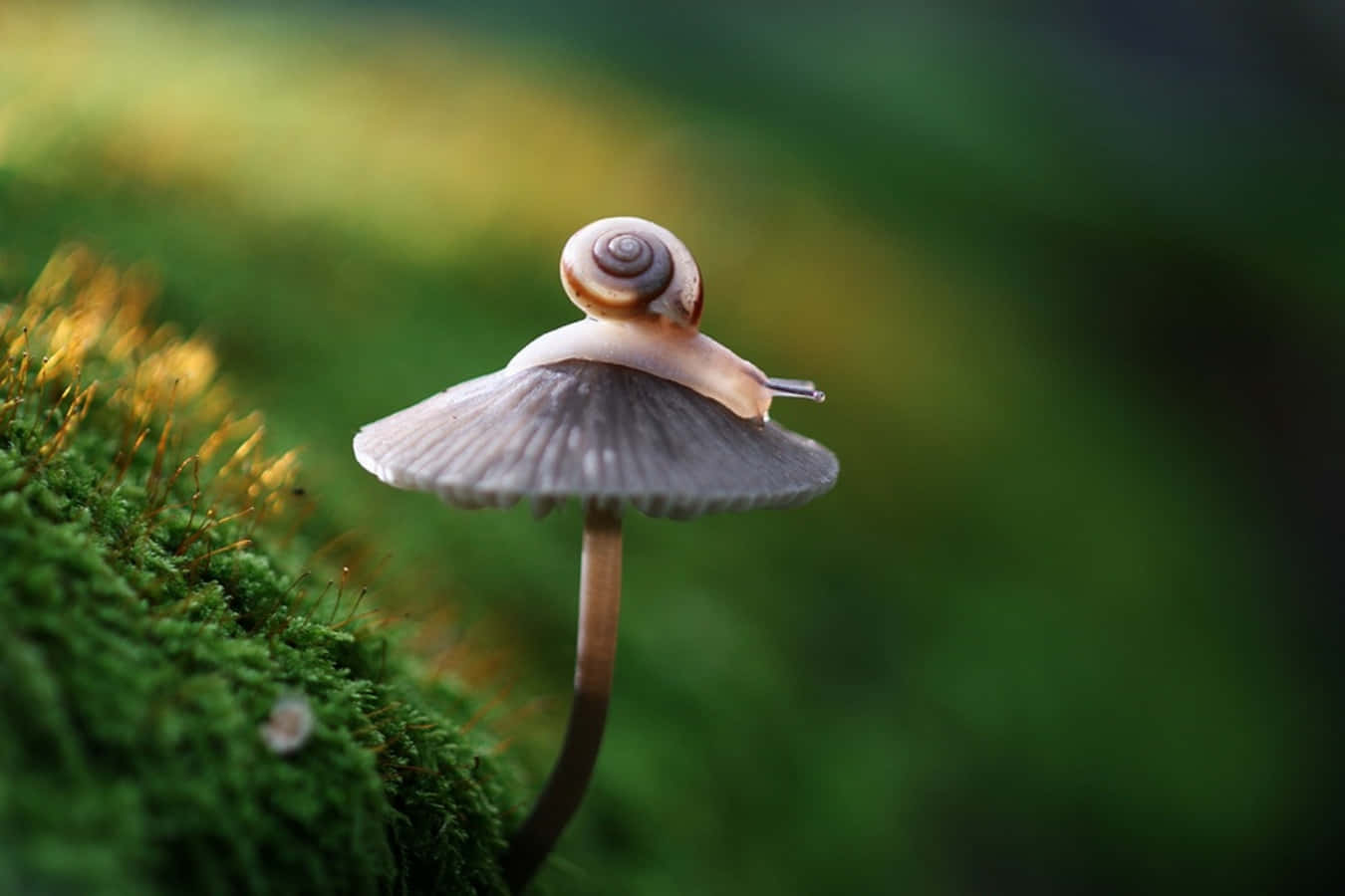 Snail On Mushroom Interesting Pictures
