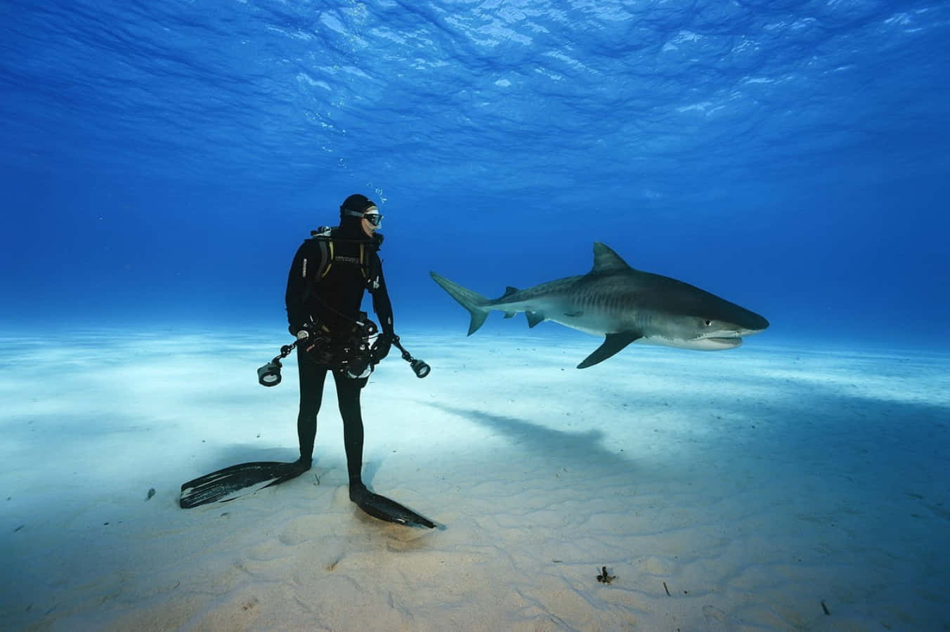 Sea Dive With Shark Interesting Pictures